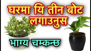 घरमा यि तीन बोट लगाउनुस भाग्य चम्कन्छ/Astro Tips