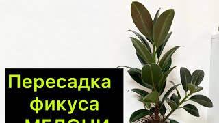 Пересадка каучуконосного фикуса мелони/ #фикус #эластика