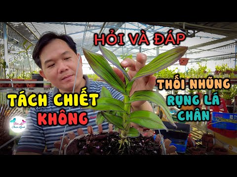 Video: Tách Lá Ở Thực Vật - Nguyên Nhân Làm Cho Lá Tách Trong Cây Trồng