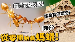 【從零開始養】螞蟻!蟻巢有廁所、停屍間?蟻后交配?【許伯簡芝】FT.台灣蟻窟