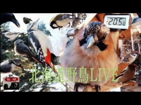北海道野鳥LIVE ~‘Hokkaido bird watching LIVE Cam~2024.10.27