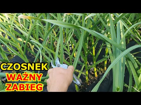 Wideo: Co to jest polski biały czosnek – Uprawa polskich roślin białego czosnku