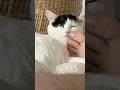 The cat sniffs his finger