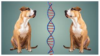 Do Genes Control Your Dog’s Behaviour? [Science Explained]