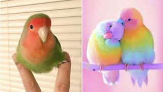 Smart And Funny Parrots Parrot Talking Videos Compilation (2023)  Cute Birds #35