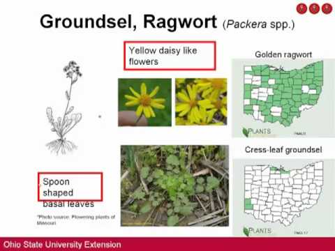 Video: Planter som er giftige for storfe: Lær om planter som kuer ikke bør spise