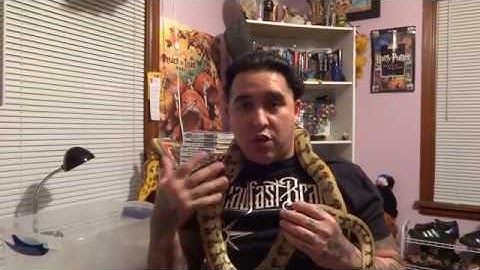 Handling  a baby carpet python &an adult. Plus some tips.