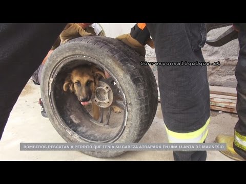 Video: Los Bomberos Rescatan A Un Perro De Un Sumidero De 6 Pies