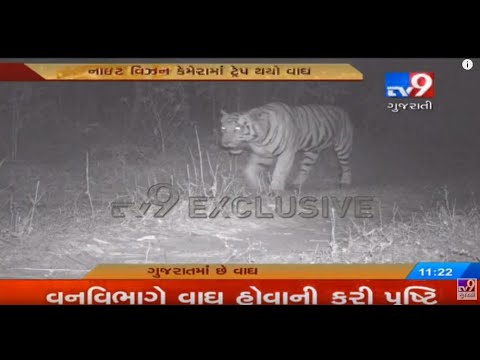 Gujarat: Forest dept confirms presence of tiger in Mahisagar district- Tv9
