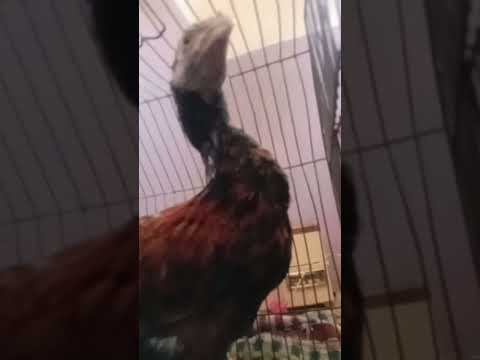 1یہ بڑی مور کی بزت خطرناک ہو جائے گ 