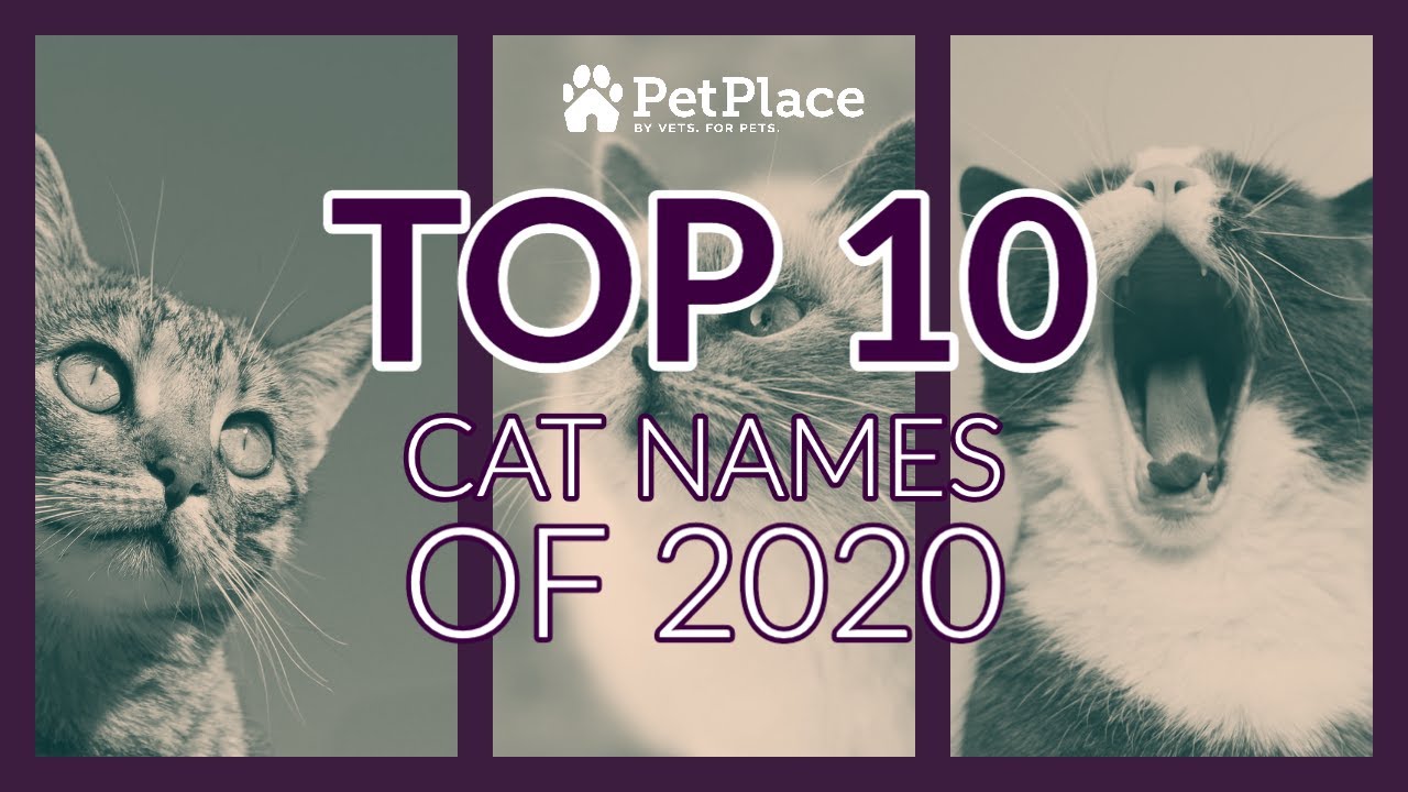 The Top 10 Cat Names of 2020 YouTube