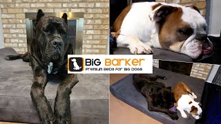 BIG BARKER Dog Bed Unboxing and Review After 2 Months Use! Orthopedic Beds for Large Dogs