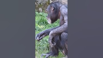 Chimpanzees, the Adorable Intelligent Primate!"