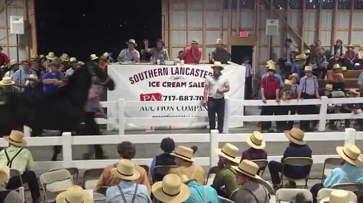 Dale Chupp selling horses
