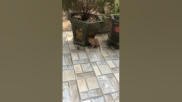 Cách tập cho mèo bắt chuột