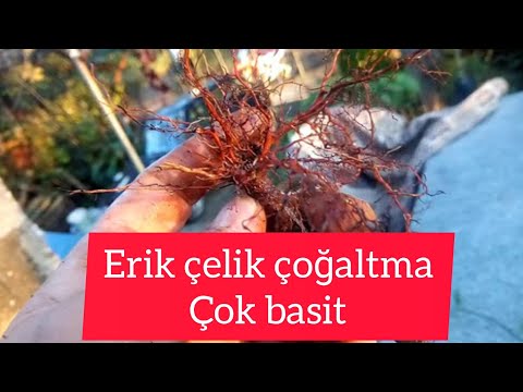 Erik çelik çoğaltma