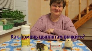 Как помочь цыплятам выжить?