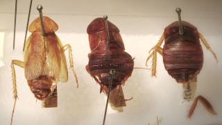 The Winter Roach: New York City's Invasive Cold Tolerant Roaches