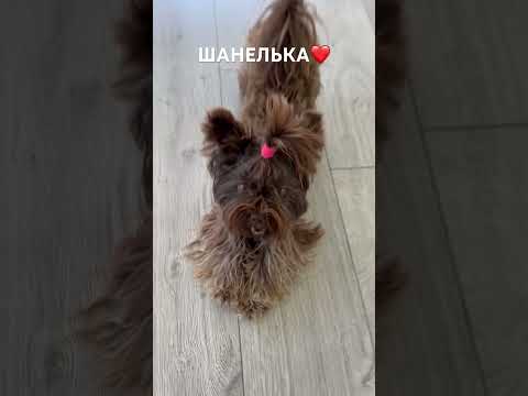 ШОКОЛАДНЫЙ ЙОРК И ПИТАНИЕ В ТУРЦИИ 🇹🇷 #türkiye #турция #köpek #smalldog #shorts #йорк