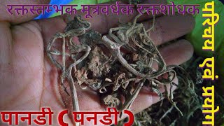 पनडी पानडी के औषधिय प्रयोग एवं परिचय, PanD ,Pandi Aushdhi