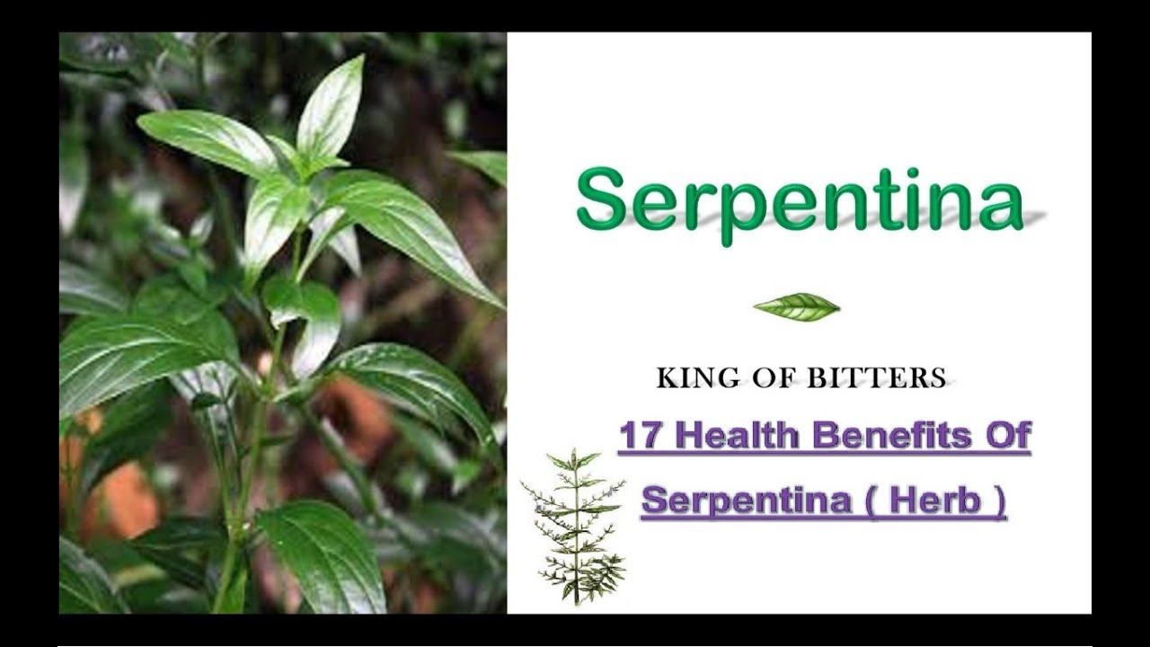 17 Health Benefits of Serpentina Plant Plant is Life YouTube