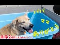 余命2週間と言われたワンコ