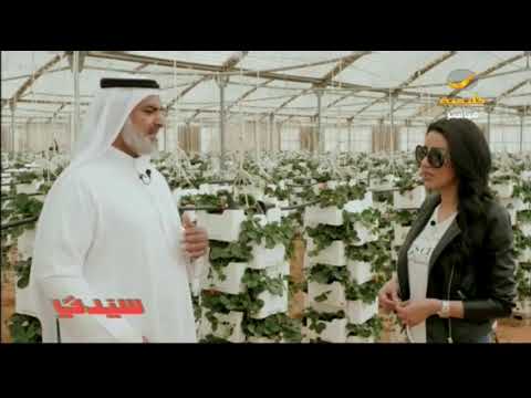حدائق الفراولة المعلقة الرياض