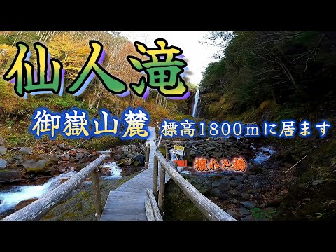 仙人滝 御嶽山麓 標高1800mに懸かる滝です。残念ながら 木橋は壊れていました。岐阜県下呂市小坂町落合 241025 MP44