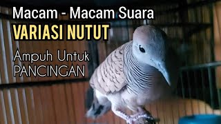 Kompilasi suara NUTUT Variasi Perkutut lokal gacor, Ampuh untuk pancingan perkutut MALAS Bunyi