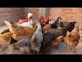 En cunto tiempo ya se puede ganar dinero criando gallinas