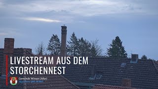 Die Storchenkamera in Winsen (Aller) - Livestream