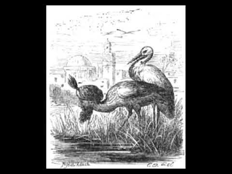 Халифът Щърк - Вилхелм Хауф - YouTube