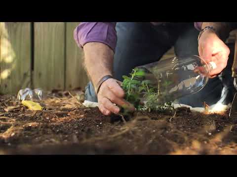 Video: Växthus för läskflaskor - Tips för att skapa ett 2-liters växthus för flaskor