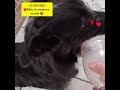 Alegria da Mila! 🐾  #viralata #animaisdeestimação #cachorro #cachorros #petsfofinhos #pets 