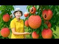 FULL VIDEO : Harvest 1000kg of Luc Ngan Lychees to sell at the market, Picking fresh Cashews