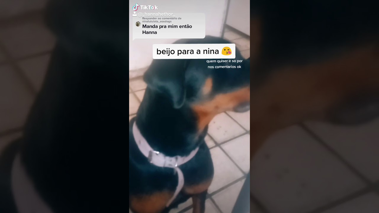 ROTTWEILER NO TIKTOK - YouTube