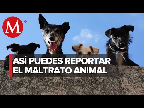 Video: ¿Dónde denunciar un perro abandonado?