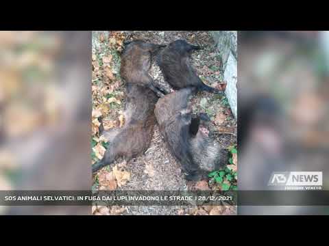 SOS ANIMALI SELVATICI: IN FUGA DAI LUPI INVADONO LE STRADE  | 28/12/2021