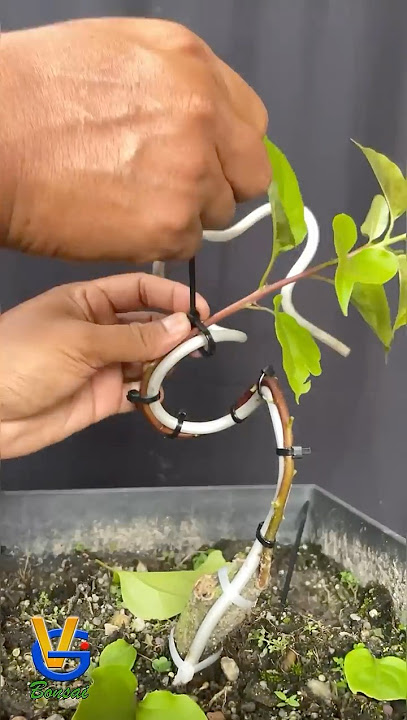 Making Bonsai Trees From Bugenvil