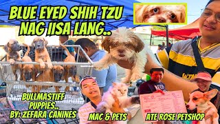 SOLID NA BULLMASTIFF BA HANAP MO.. / MURA LANG BIGAY SA BLUE EYED SHIH TZU.. by Daddy Denz Tv 13,496 views 6 days ago 35 minutes