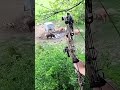 Boar Hunt #hunting