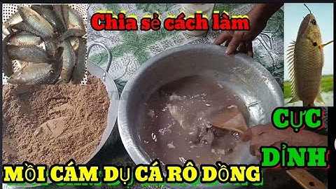 MỒI CÁM DỤ CÂU CÁ RÔ ĐỒNG ĐƠN GIẢN NHƯNG HIỆU QUẢ BẤT NGỜ.