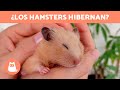 ¿Cómo saber si mi HÁMSTER está HIBERNANDO? 🐹