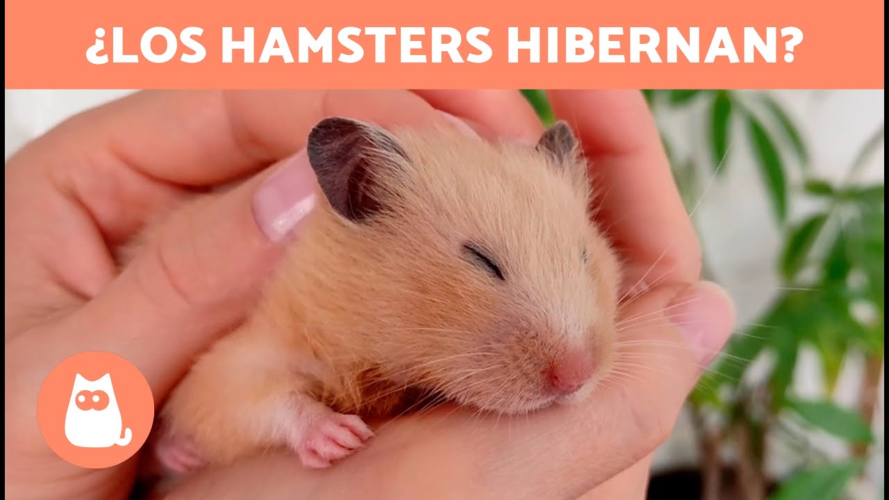 Como Saber Si Un Hamster Esta Hibernando ¿Cómo saber si mi HÁMSTER está HIBERNANDO? 🐹 - YouTube