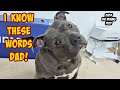 Pitbull Keeps Tilting His Head Trying To Understand What His Dad Says! Crazy Smart Dog!!