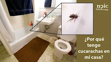 ¿Las cucarachas viven en casas limpias?