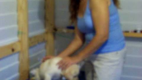 How to Microchip a Puppy AVID