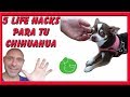 5 TRUCOS para JUGAR y ADIESTRAR a un CHIHUAHUA