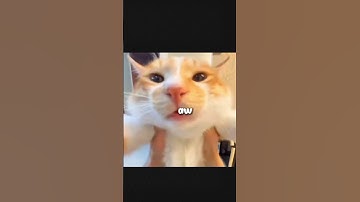 Thumbnail of Cat Song 'Awaa ah wo ah wo' TikTok Songs #cat #songs #fyp