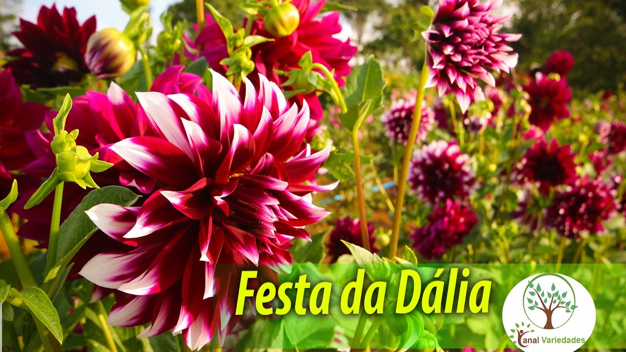 Festa da Dália em Suzano, uma alegria das flores - thptnganamst.edu.vn